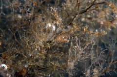Eubranchus rupium