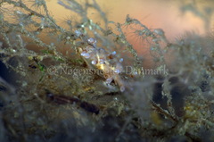 Eubranchus rupium