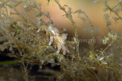 Eubranchus rupium