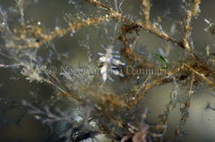 Eubranchus rupium