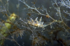 Eubranchus rupium