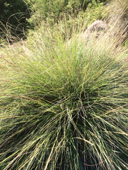 Sporobolus caespitosus