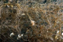 Eubranchus rupium