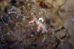 Eubranchus rupium