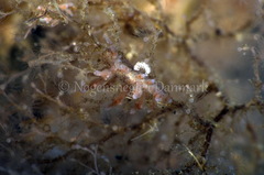 Eubranchus rupium