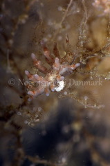 Eubranchus rupium