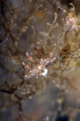 Eubranchus rupium
