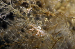 Eubranchus rupium
