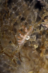 Eubranchus rupium