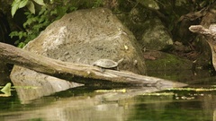 Trachemys venusta cataspila
