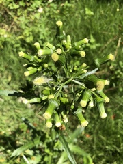 Erechtites hieraciifolius image