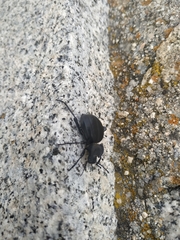 Tenebrionidae