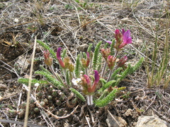 Oxytropis microphylla