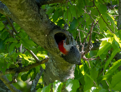 Melanerpes carolinus
