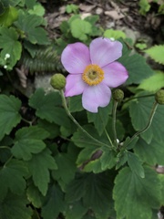 Eriocapitella hupehensis