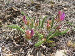 Oxytropis microphylla