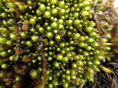 Ptychostomum elegans