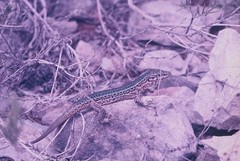 Podarcis pityusensis