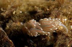 Facelina bostoniensis