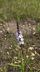 Verbena simplex