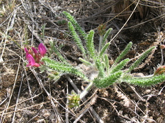 Oxytropis microphylla