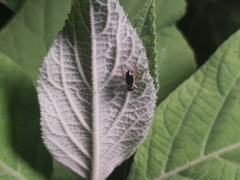 Paratrigonidium nitidum