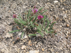 Oxytropis microphylla