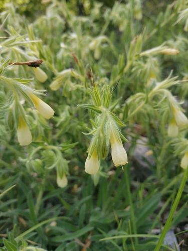 Onosma pseudoarenaria, photograph 6