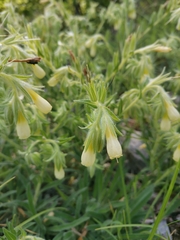 Onosma arenaria