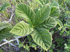 Tocoyena bullata