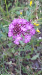 Anacamptis pyramidalis
