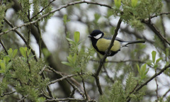 Parus major