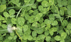 Trifolium repens