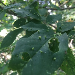 Eriophyes emarginatae