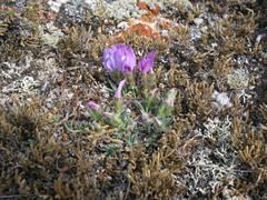 Oxytropis triphylla