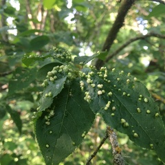 Eriophyes emarginatae