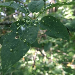 Eriophyes emarginatae