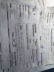 Leiothlypis peregrina