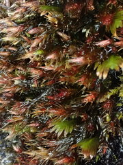 Orthothecium rufescens