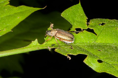 Dichelonyx linearis