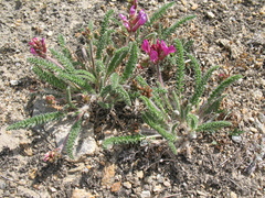 Oxytropis microphylla