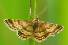 Emmiltis pygmaearia