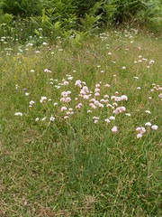 Armeria arenaria