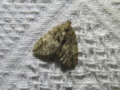 Hydriomena divisaria