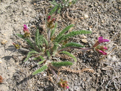 Oxytropis microphylla