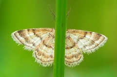 Emmiltis pygmaearia