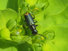 Clanoptilus abdominalis