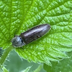 Athous haemorrhoidalis