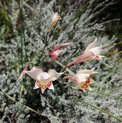 Gladiolus angustus