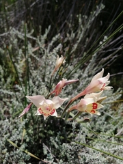 Gladiolus angustus